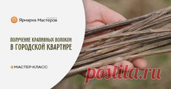 Получение крапивных волокон в городской квартире Беспыльный метод. Авторская инструкция о получении крапивных волокон в домашних условиях (в городской квартире). В первую очередь надо понять, откуда волокна берутся?