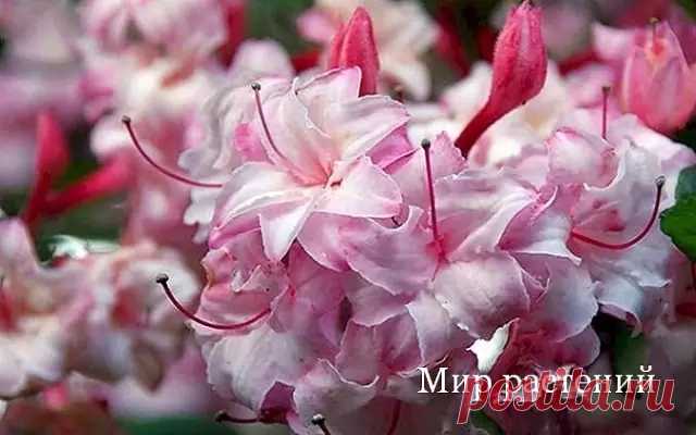 Азалия листопадная или Азалия вечнозеленая?