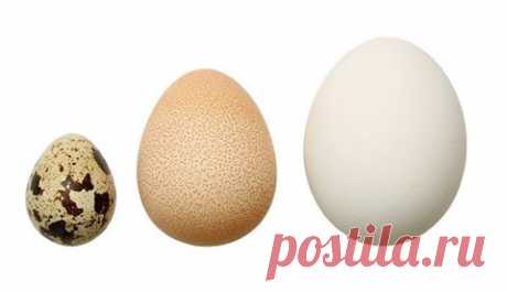 Facebook
Сегодня во многих странах отмечают Всемирный день яйца. По этому поводу мы подготовили тест, чтобы вы могли проверить свои знания об этом популярном продукте питания: www.nat-geo.ru/quiz/2
