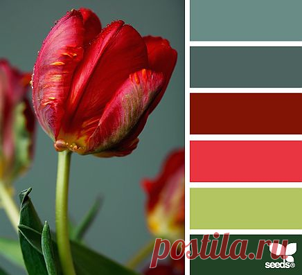 Design Seeds® | find your palette