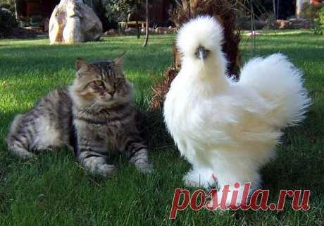 птицПетух и Котэ