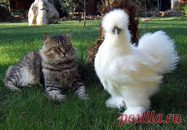 птицПетух и Котэ