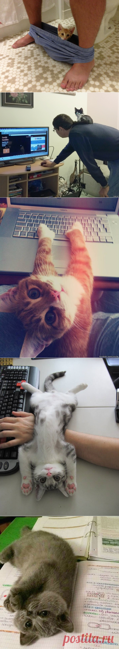 20 кошек, которые плевать хотели на твоё личное пространство
