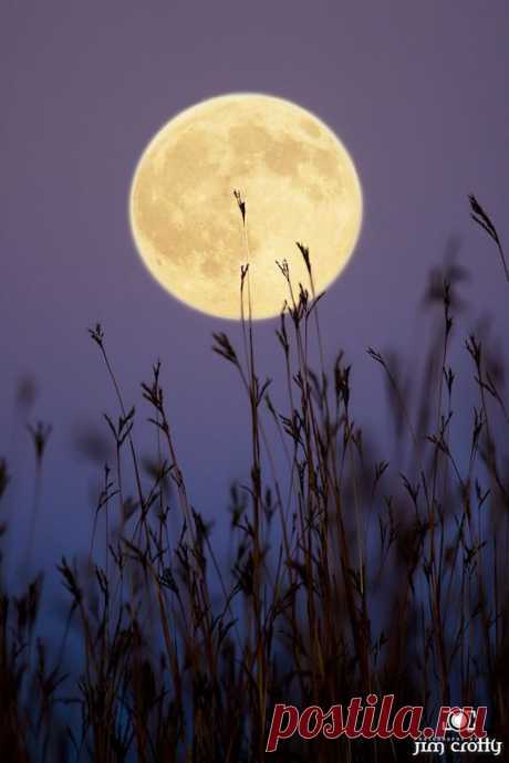 ✯ Hunter's Moon | moon