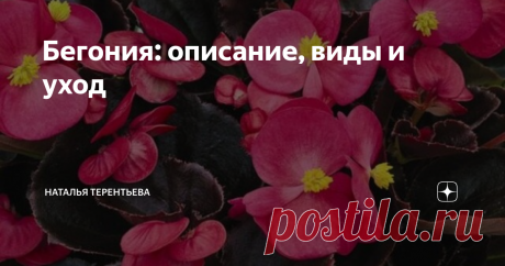 Бегония: описание, виды и уход Бегония: описание, виды и уход Описание Бегония – чудесное комнатное растение, очень популярное и красивое. Более двухсот лет назад началась история знакомой нам современной комнатной бегонии. Сейчас она является украшением садовых участков, парковых зон, городских газонов. Это растение цветёт практически в любое время года, за что очень ценится цветоводами и садоводами всего мира. Описание Родина бегонии – это Южная Америка, Западная Африка,...