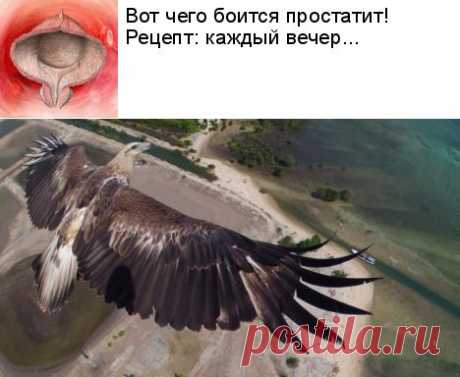 Хочу стать птицей. Ну или хотя бы дроном