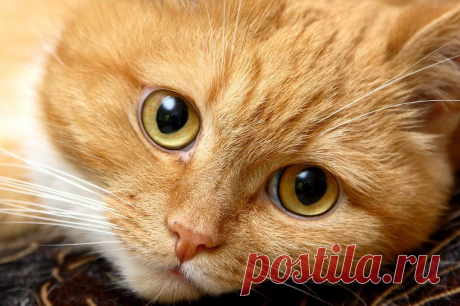 Фотографии кошек, которые достойны восхищения! | Дай лапку