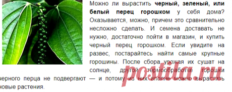 Как вырастить черный, зеленый, белый перец | Дорога к Бизнесу за Компьютером