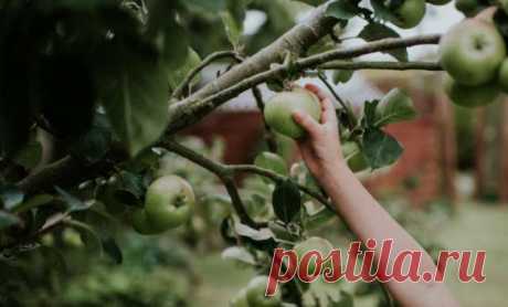 Чем обработать яблоню, грушу и сливу в июле против болезней и вредителей — Домашние