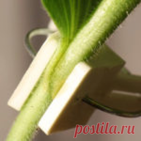 Помощники садовода из аптеки и хозяйственного магазина - Дачные советы.ру