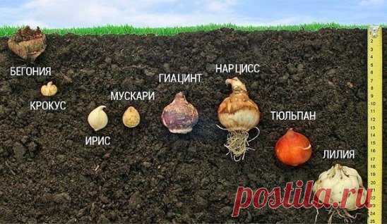 Цветоводы-любители и новички. Сохраняем!