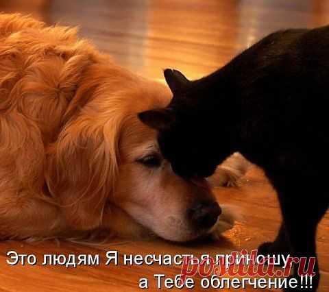 НАСТОЯЩИЙ ДРУГ...