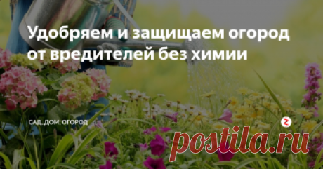 Удобряем и защищаем огород от вредителей без химии Опытные огородники и дачники уверяют, что в каждом доме найдутся средства, из которых можно приготовить высокоэффективные удобрения для участка. Своевременное внесение таких удобрений позволит получить хороший урожай. Однако не стоит забывать, что во всем нужно мера и переборщив с подкормками можно получить обратный результат – растение начнет активно наращивать листву, при этом цветы и плоды буду