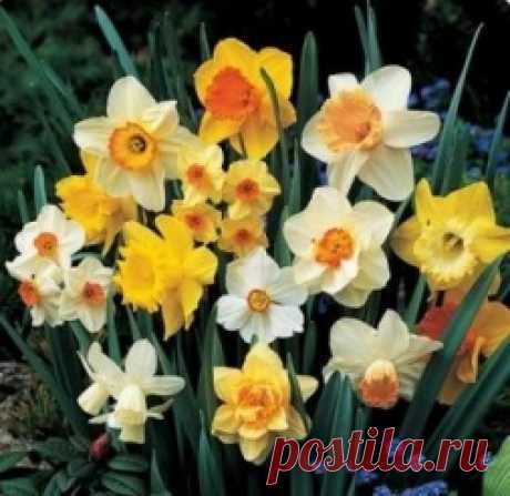 Значение цветов - Садоводка