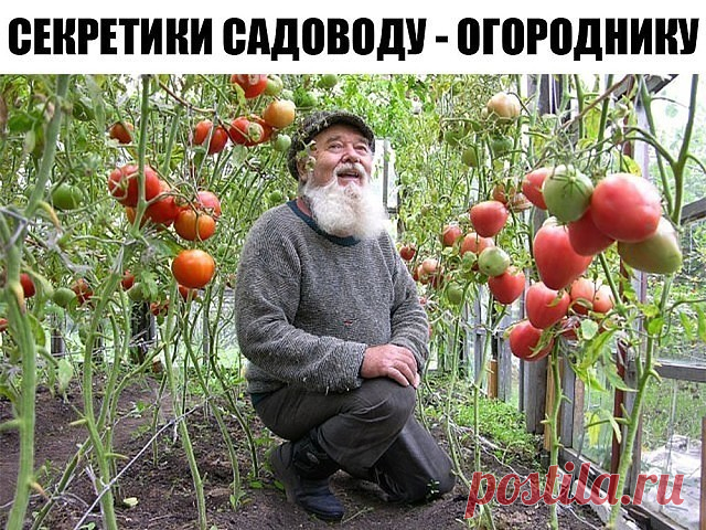 Маленькие секретики садоводу - огороднику. Добавь себе на стену, чтобы не забыть!
1. Йод для капусты. В ведро воды добавить 40 капель йода. Когда начнет формироваться кочан, поливать капусту под растение по 1 литру.
2. Ускорение пророста. Чтобы семена быстрее проросли их замачивают в растворе перекиси водорода (4%) на 12 часов (капуста), а семена помидоров и свеклы - на 24 часа. Для обеззараживания семян (вместо марганцовки) их обрабатывают 10% перекисью водорода 20 минут....