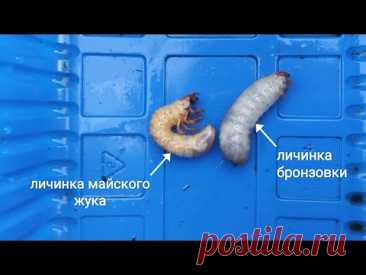 Как отличить личинку майского жука от личинки бронзовки?