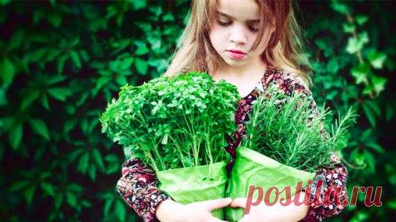 Продукты-оборотни: чем на самом деле являются кумин, кориандр и другие пряные травы? Иногда придешь в магазин и думаешь, что выбрать: зиру или кумин? Кинзу или кориандр? Тархун или эстрагон? А потом оказывается, что это одно и то же! Рассказываем о специях и душистых травах, которые имеют несколько названий.