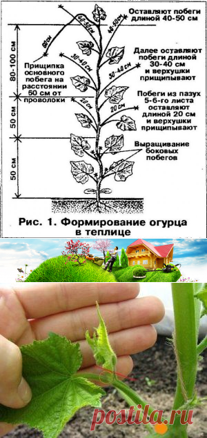 Как прищипывать огурцы пошаговое фото Как формировать огурцы в теплице из поликарбоната? Как прищипывать и � Во саду л