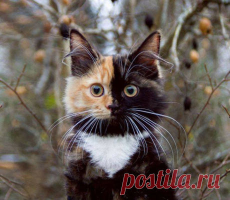 Матушка природа не смогла решить какой должна быть кошка Яна, рыжей или черненькой, поэтому у нее &quot;двуликая&quot; мордочка и белый воротничок.