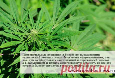 Как открыть бизнес по выращиванию технической конопли