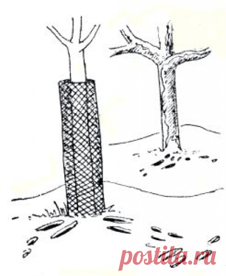 Спасаем деревья от зимних набегов грызунов | Для дачников.ру