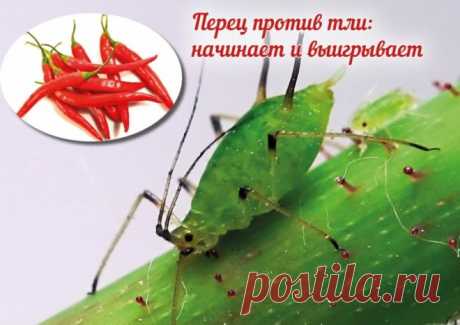 Красный горький перец от вредителей на огороде — применение настоя