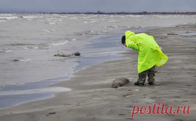 Число погибших тюленей на берегу Каспия в Дагестане выросло до 2,5 тыс.. Днем ранее число обнаруженных мертвых животных было более чем в три раза меньше. Причину гибели каспийских нерп еще не установили