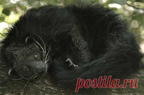 Binturong - Asian Bearcat with Large Bushy Tail | Animal Pictures and Facts | FactZoo.com