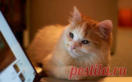 *** Cat *** - Cats &amp; Animals Background Wallpapers on Desktop Nexus (Image 1555086)
