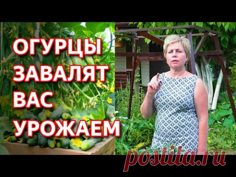 Огурцы прут как бешеные! Как подкормить огурцы. Как бороться с болезнями и вредителями на огурцах.