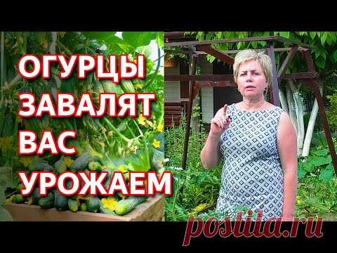 Огурцы прут как бешеные! Как подкормить огурцы. Как бороться с болезнями и вредителями на огурцах.