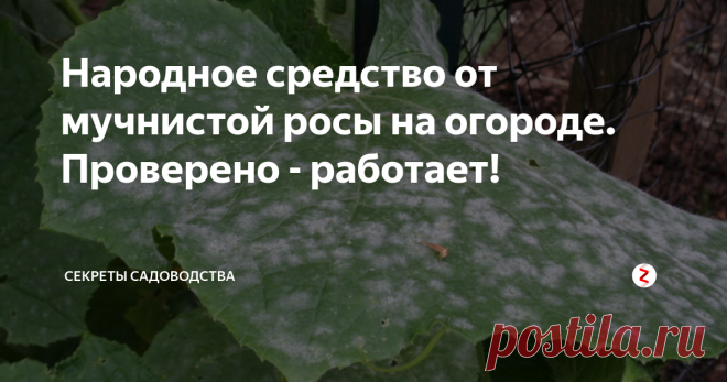 Народное средство от мучнистой росы на огороде. Проверено - работает! Любимая свекровь мне помогла, рассказав свой 