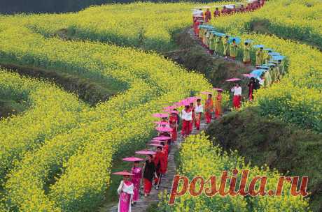 Церемониальное шествие по цветущему полю Коул в городе Лунцюань. Восточно-китайская провинция Чжэцзян.
