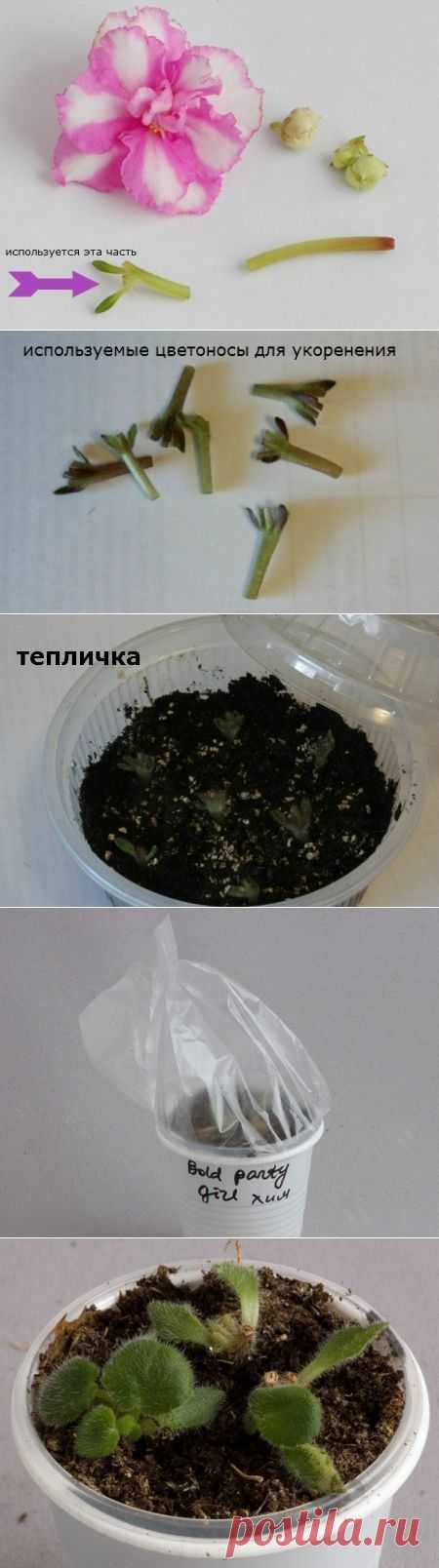 РАЗМНОЖЕНИЕ ФИАЛОК ЦВЕТОНОСАМИ ✨ СЕКРЕТ ОТ ПРОФЕССИОНАЛОВ.