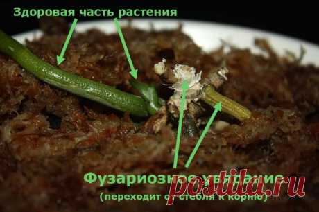Орхидея засохла — что делать для спасения Причины засыхания орхидеи Их может быть несколько. Орхидея настолько отличается от всего, что нас окружает, что зачастую тропических экзотов губит наша любовь и забота. Мы от души поливаем, кормим, ст...