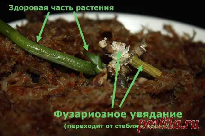 Орхидея засохла — что делать для спасения Причины засыхания орхидеи Их может быть несколько. Орхидея настолько отличается от всего, что нас окружает, что зачастую тропических экзотов губит наша любовь и забота. Мы от души поливаем, кормим, ст...
