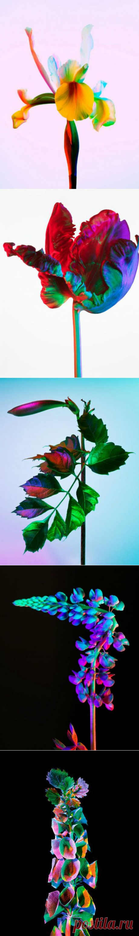 (+1) тема - Завораживающие растения в фотопроекте Торкила Гуднасона «Electric Blossom» |