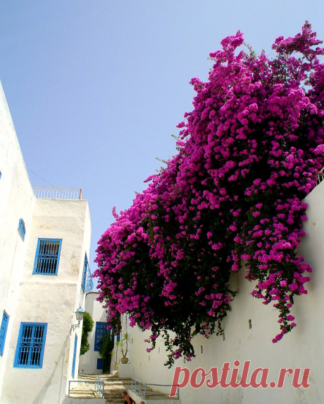 Сиди-Бу-Саид(Sidi Bou Said),Тунис.