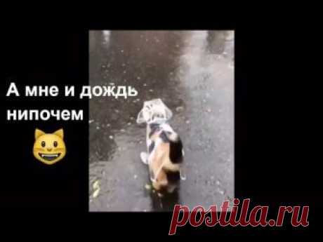 Осеннее настроение у кошек. Кому в радость, а кому-то - в тягость!!!)
