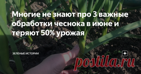 Многие не знают про 3 важные обработки чеснока в июне и теряют 50% урожая Июнь - это очень важный месяц для озимого чеснока. В это время он начинает формировать будущую головку. И необходимо обеспечить ему для этого благоприятные условия. Я читаю сообщения читателей и понимаю, что многие не знают или забывают про 3 важные обработки чеснока в начале лета. И только по этой причине теряют более 50% своего урожая. Причем потери происходят дважды: сначала не вырастает головка т...