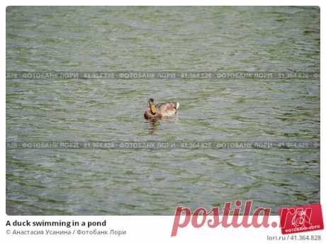 A duck swimming in a pond Стоковое фото, фотограф Анастасия Усанина / Фотобанк Лори