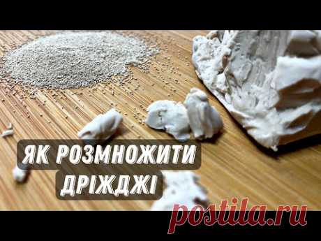 ЯК РОЗМНОЖИТИ ДРІЖДЖІ 🇺🇦 2 ПРОСТИХ СПОСОБИ 🇺🇦 ЯК ЗРОБИТИ БЕЗМЕЖНУ КІЛЬКІСТЬ ДРІЖДЖІВ