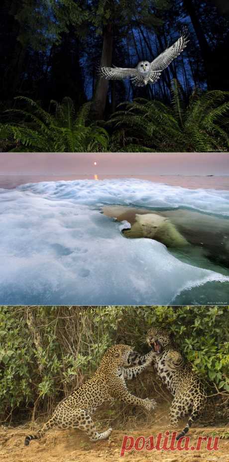 Конкурс Wildlife Photographer: шедевры фотографий животных в дикой природе » Большие фото: ты увидишь мир