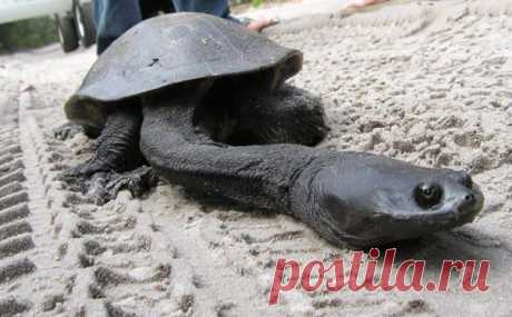 Австралийская змеиношейная черепаха имеет настолько длинную шею, что она не может втянуть ее обратно в защитный панцирь. | WorldCity