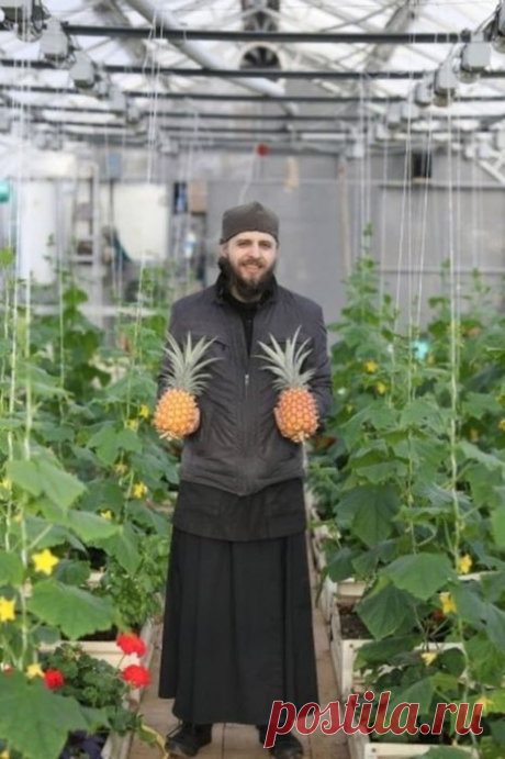 Монахи вырастили экзотический фрукт - 3 фото - Нет скуки - Сайт хорошего настроения