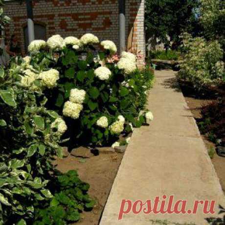 Монолитная бетонная дорожка своими руками