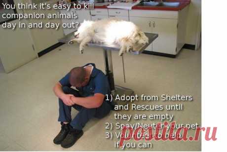 there are NO responsible breeders while shelters are full &amp; animals die in the thousands daily. #Adopt #Volunteer &amp; help be the change for ALL pets…