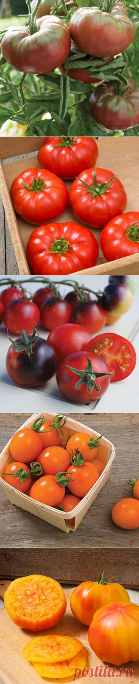 8 новых экзотических сортов томатов для будущего сезона