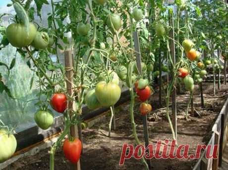 Чем подкормить помидоры, чтобы быстрее краснели на кусту