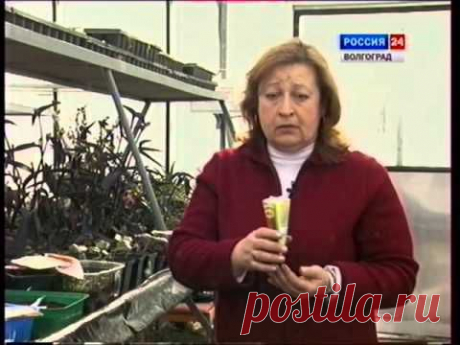 ▶ Что сеять в феврале.Петунья,перец,баклажан,капуста,томаты.Семена,тара,грунт для посева. - YouTube